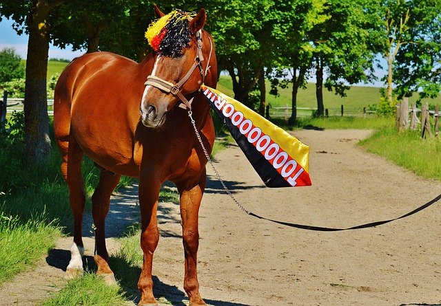 转会费高达 转会费高达