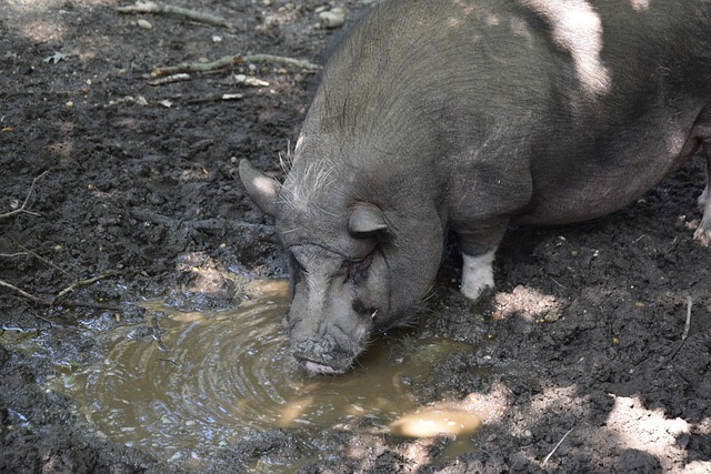这位巴西传 这位巴西传
